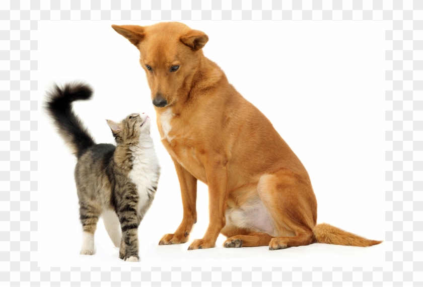 Web Development - Pies Idzie Za Kotem Clipart #5311404