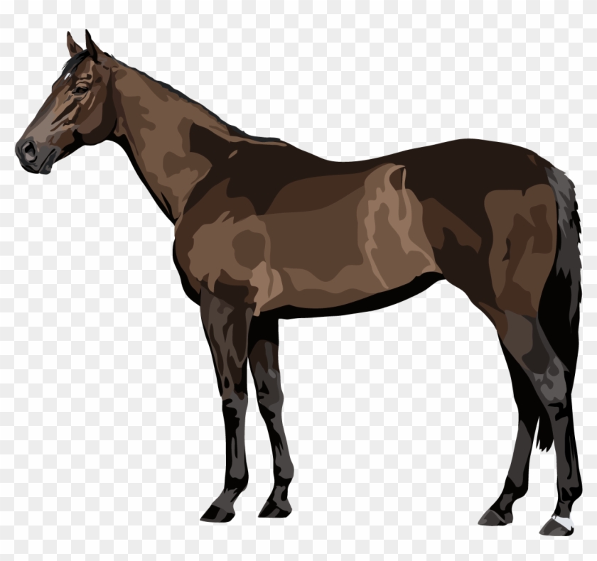 Thoroughbred Horse - Parts Of A Horse Blanket Clipart