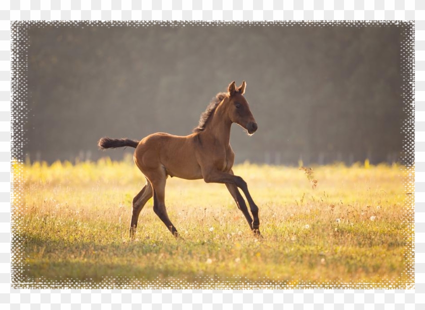 Pre Pferdezucht Pulverhof Horses, Baby Horses - Sorrel Clipart