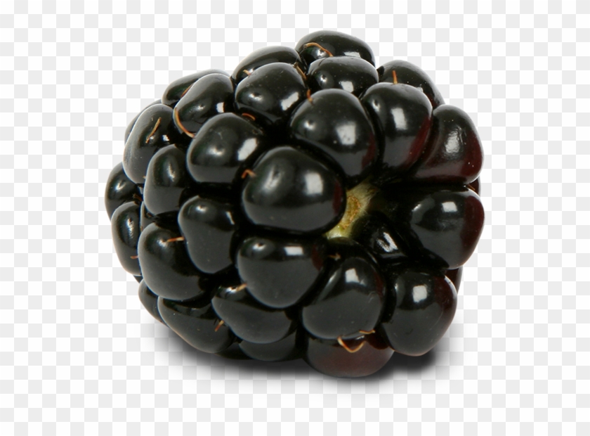 Blackberry Nutrition, Blackberry Recipes, How To Store - Black Raspberries Clipart