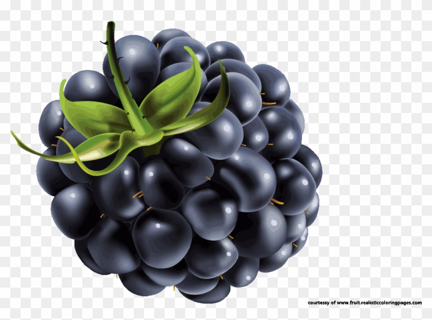 Vector Free Library Free Awesome Blackberry Fruit Names - Ежевика На Прозрачном Фоне Clipart #5313405