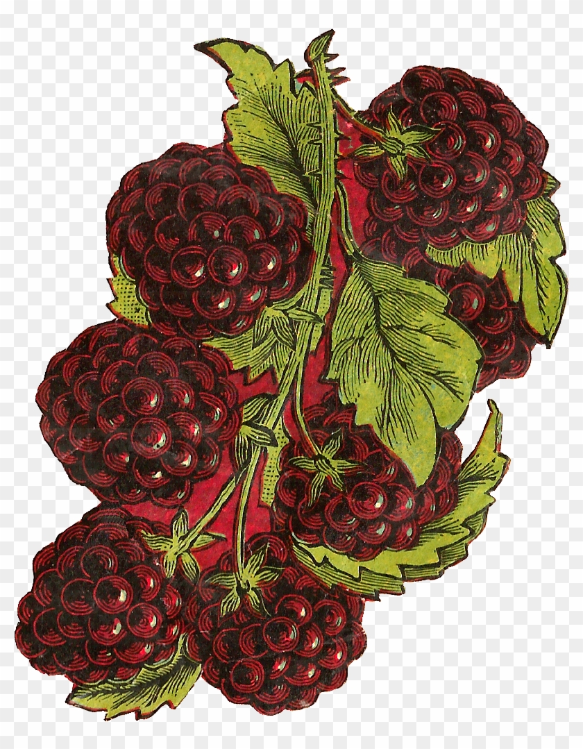 Digital Fruit Clip Art Downloads - Blackberry - Png Download