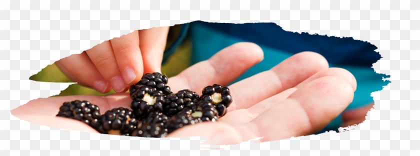 Both Are A Dark Purple/black Color, But Blackberries - Seedless Fruit Clipart #5314128