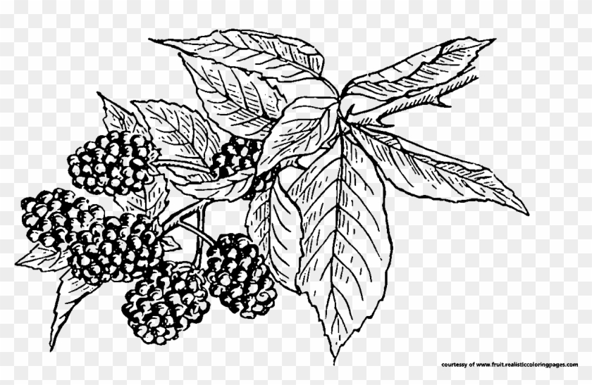 Blackberry Clipart Berry Plant - Blackberries Black And White - Png Download