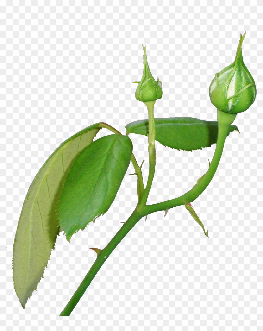 Rose Bud Png 414246 - Rose Bud Png Clipart