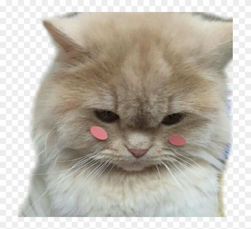 Blush Shy Cat Pretty - Cute Cats Tumblr Aesthetic Clipart