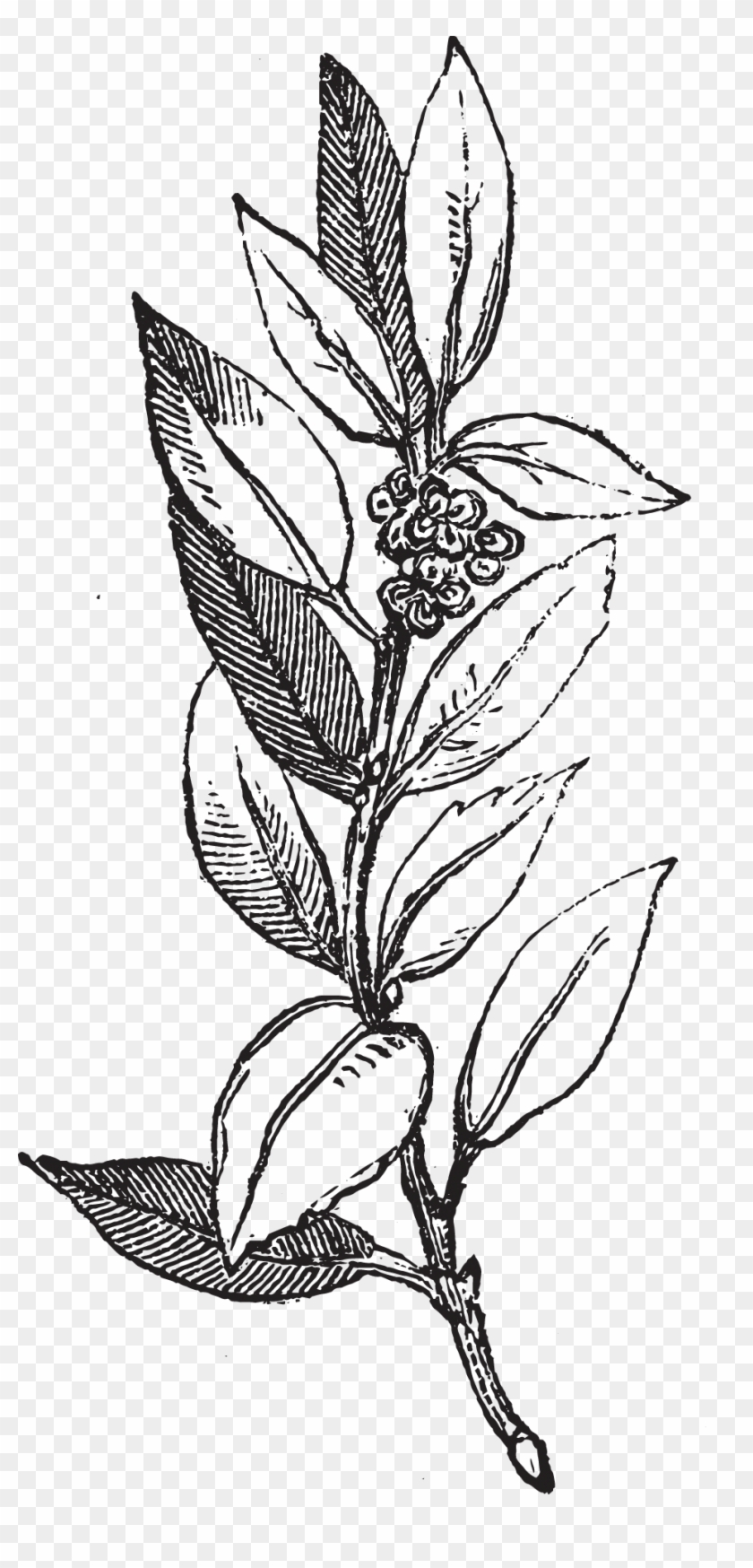 Holly Branch 2 Copy Copia - Floral Design Clipart