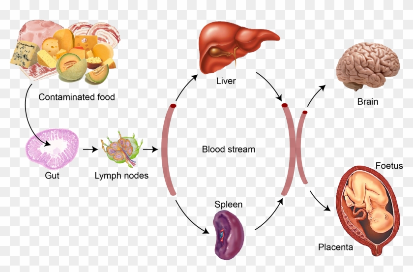 Bacteria Png Listeria - Liver Clipart