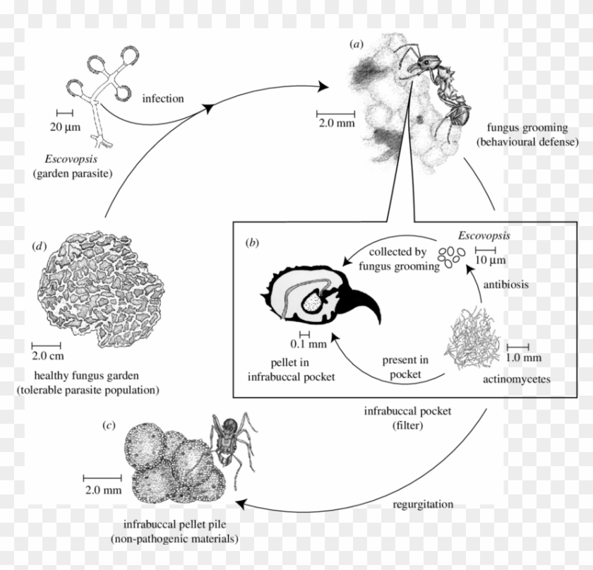 Fungus Drawing Infection - Infrabuccal Pocket Clipart #5316116