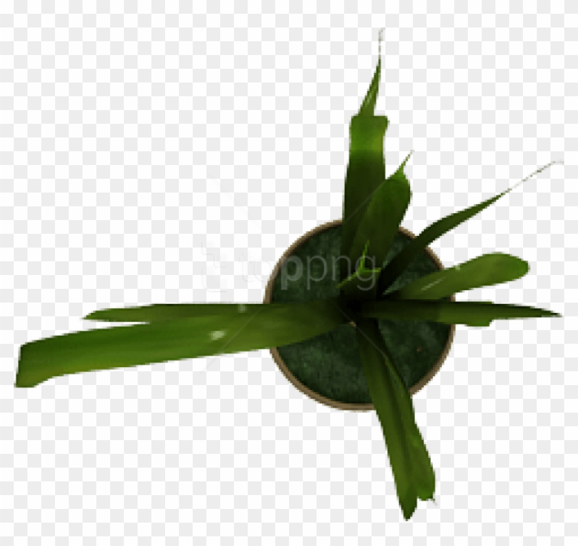 Free Png Plant Png Images Transparent - Diplocaulobium Clipart #5316353