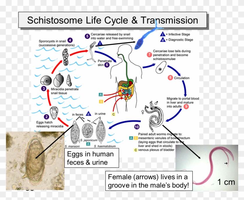 Schistosome Life Cycle - Schistosomiasis Life Cycle Clipart #5316474