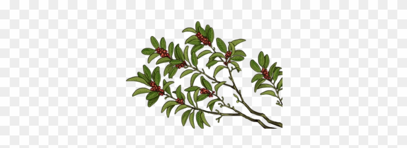 Houseplant Clipart