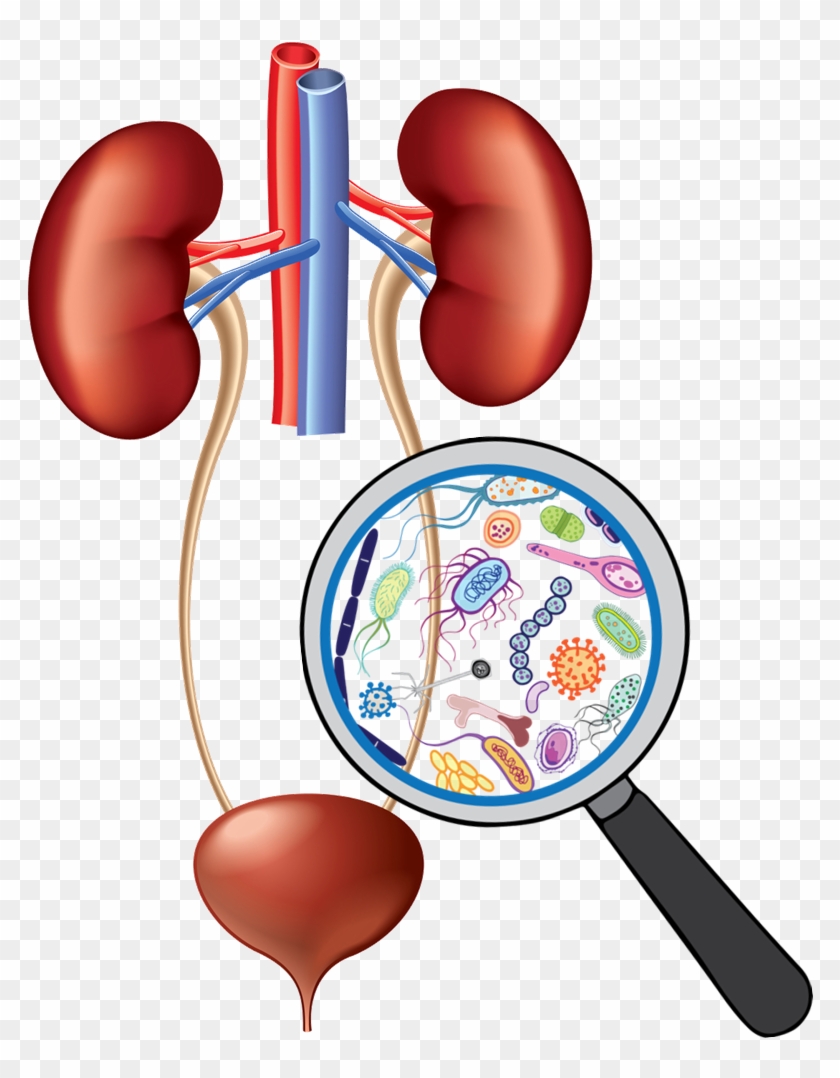 Urinary System Clip Art - Png Download