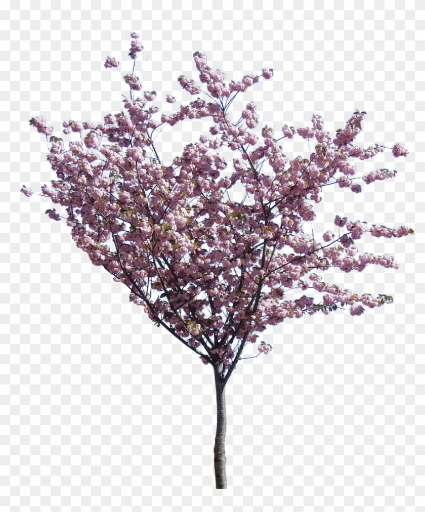 Photo Small Cherry Blossom Zpsntaimyjr - Cherry Blossom Png Tree Clipart