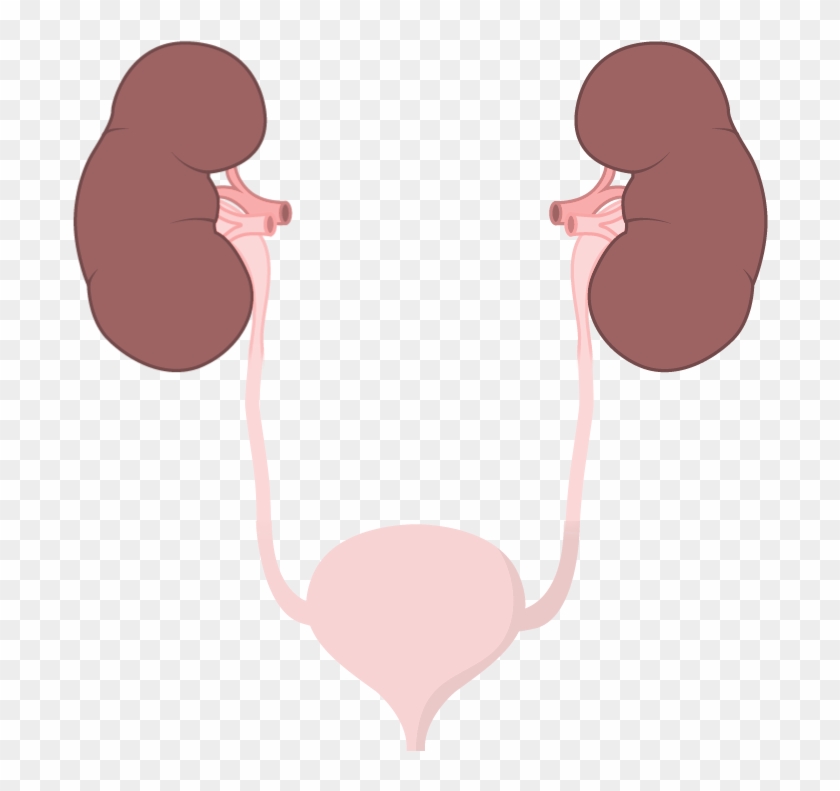 Urinary Tract Infections - Cartoon Of Urinary Tract Clipart