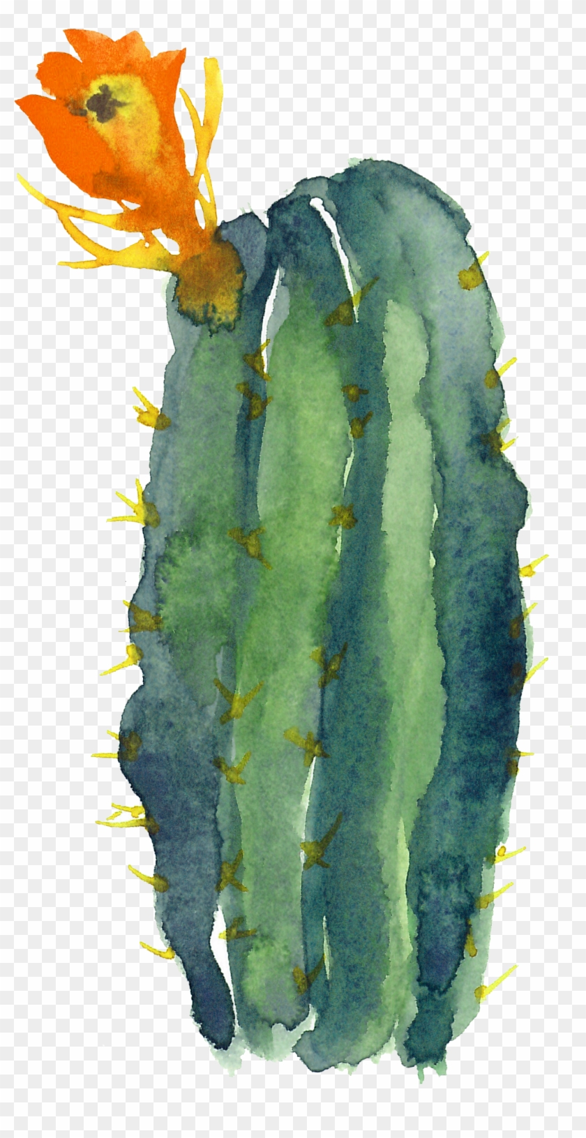 Cactaceae Watercolor A - Watercolor Cactus Clipart Transparent - Png Download