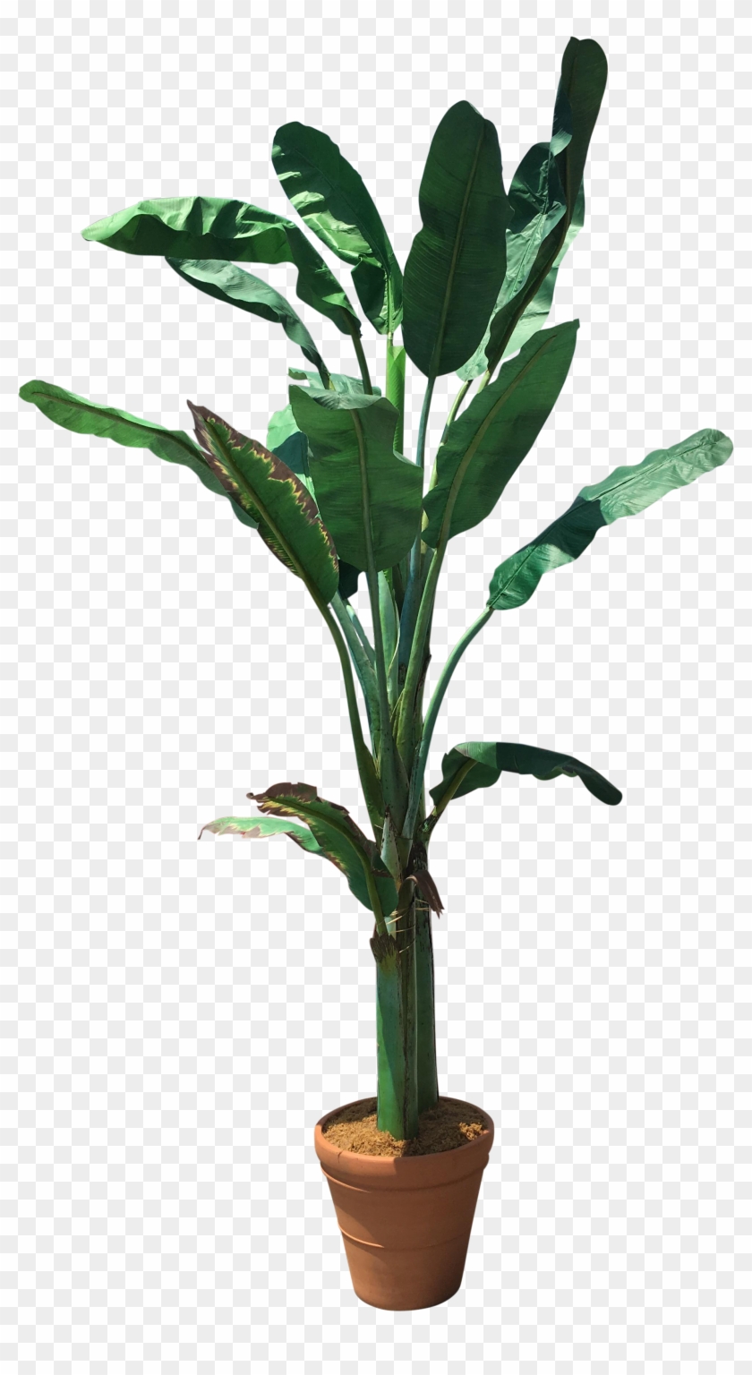 Banana Tree Png , Png Download - Transparent Banana Tree Png Clipart #5317146