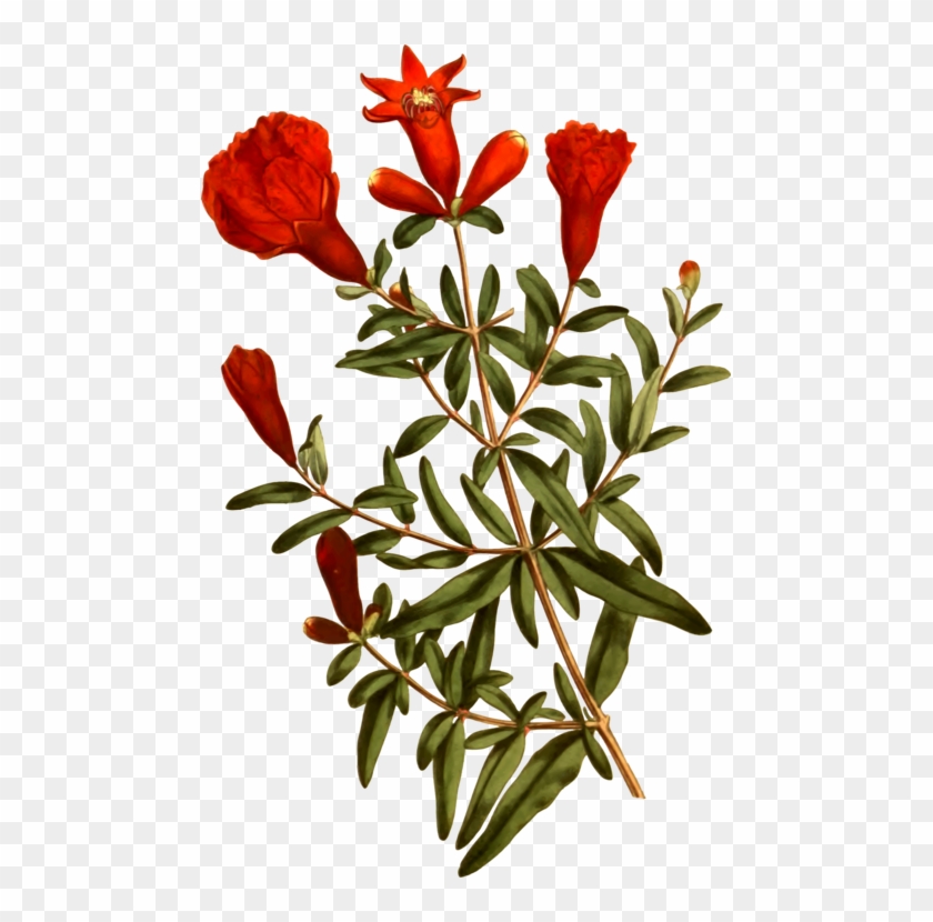 Pomegranate Cut Flowers Tree Petal - Petal Clipart #5317179