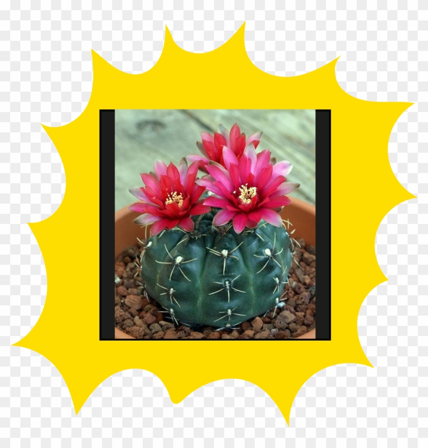 Cactus Drawing Png Clipart #5317722