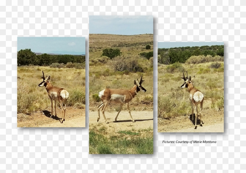 Pronghorn, Anetelope, Hualapai, Hunting - Gazelle Clipart