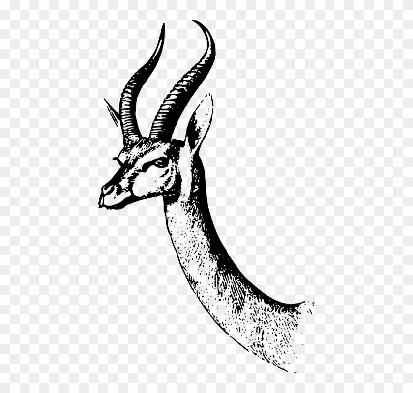 Africa Animal Gazelle Mammal Waller - Gazelle Clipart