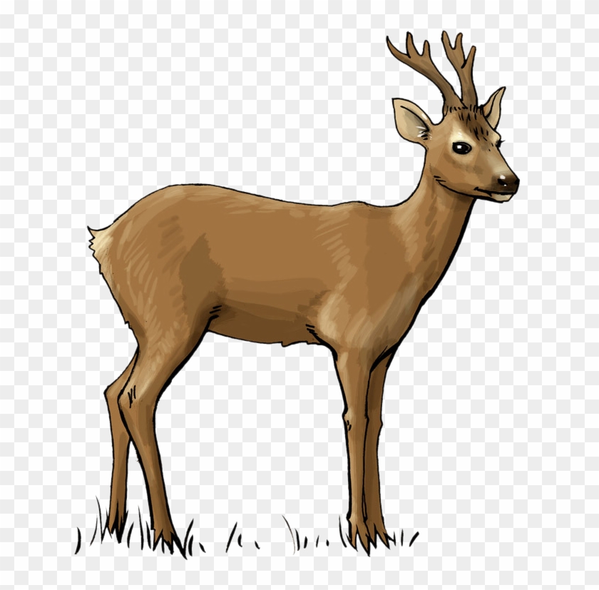 Deer Free To Use Clip Art - Roe Deer Clipart - Png Download #5319055