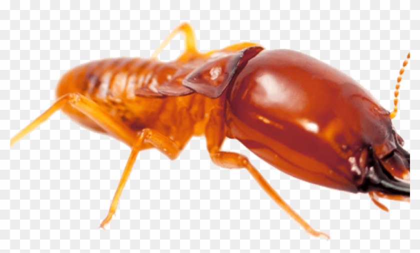 Download Termite Png File - Termite Png Clipart #5319696