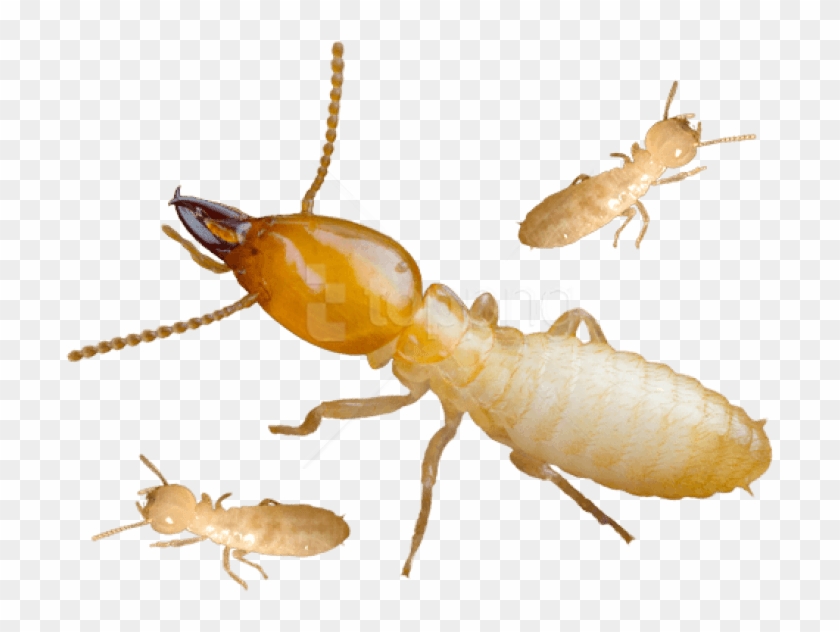 Download Termite Png Background Image Png Images Background - Termites Png Clipart