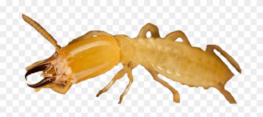 Termite Png Free Download - Soldier Termite Clipart #5319770