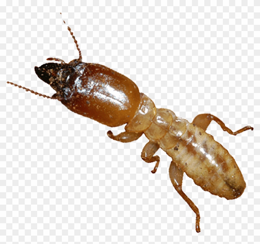 Pests And Termites Cause An Average Of $8,000 To Homes - Termites Clipart #5319861