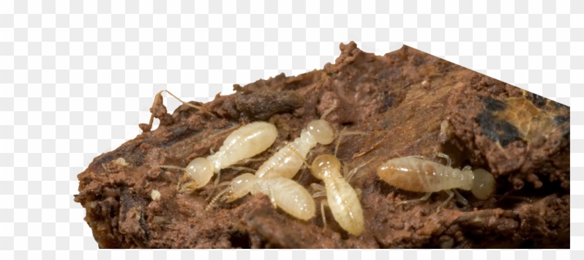 Termites Termite Damage Termite Treatment Exterminator - Termite Bugs Clipart
