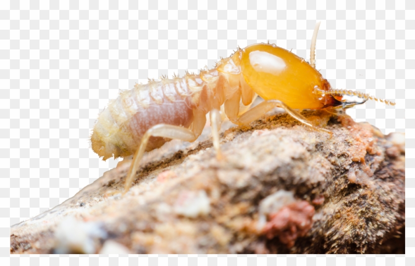 It Takes A Good Understanding Of Building And Slab - Termite Up Close Clipart #5320172