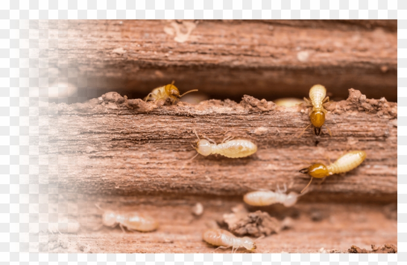 If You Notice Something That Doesn't Seem Quite Right, - Termites Tucson Clipart
