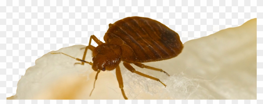 Bed Bugs Bed Bug Treatment Hotel Motel Apartment Exterminator - Termite Bug Clipart #5320566