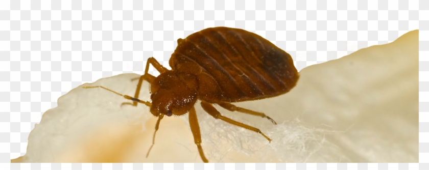 Bed Bugs Bed Bug Treatment Hotel Motel Apartment Exterminator - Termite Bug Clipart