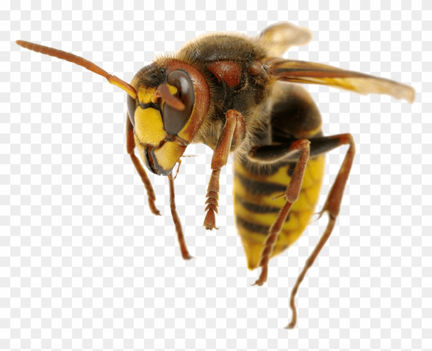Inspect, Communicate And Employ The Solutions That - Hornet Clipart