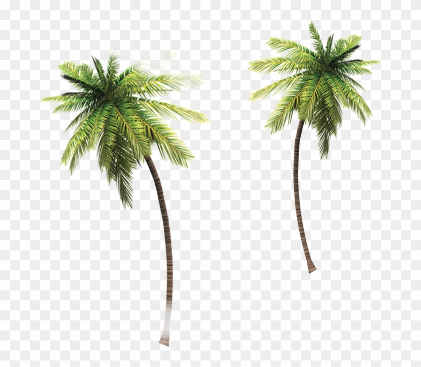 Different From Everything You Can Expect Of A Vodka - Attalea Speciosa Clipart #5321105