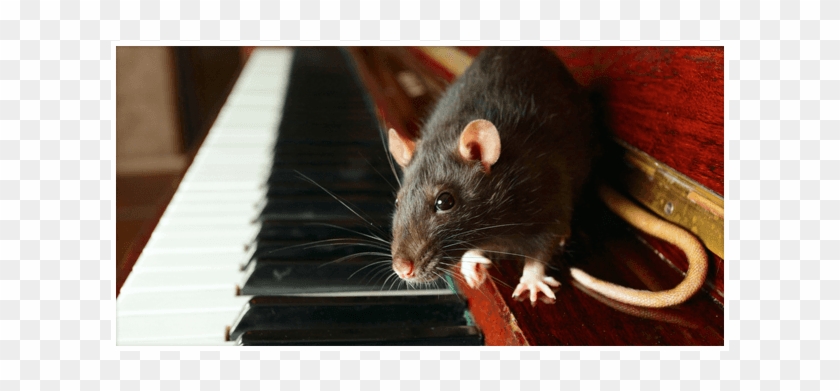 Rat On The Piano - Rat Clipart