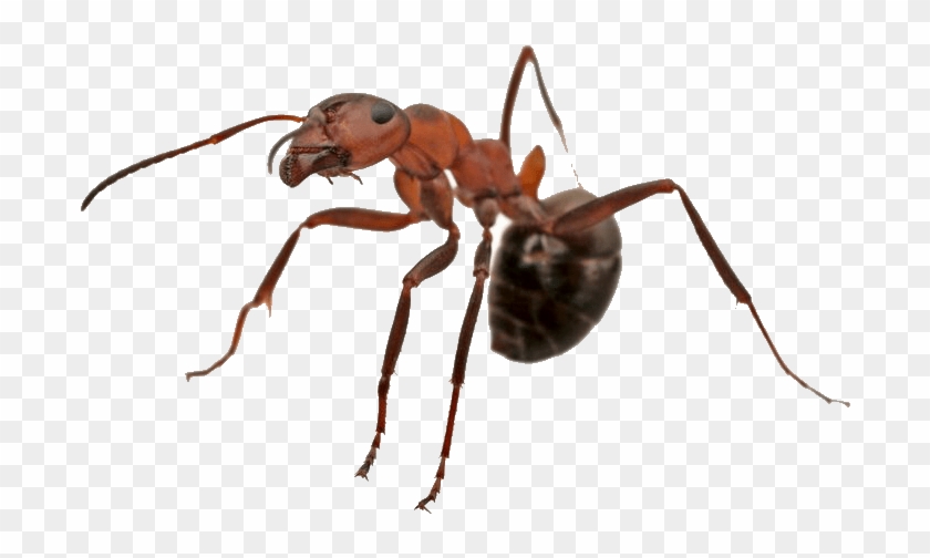 Termite Inspection & Pest Control Camarillo - Carpenter Ant Clipart