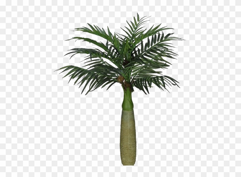 1/13 - Palm Cataractarum Clipart #5321203