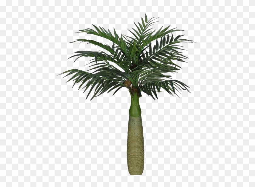 1/13 - Palm Cataractarum Clipart