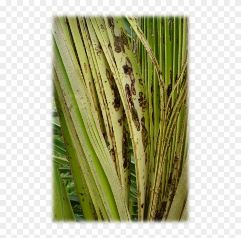 Dano Causado Pela Barata Coraliomela Brunnea Na Folha - Pond Pine Clipart #5321842
