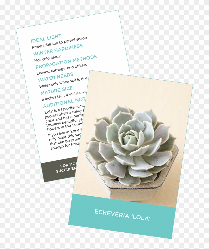 Downloadable Succulent Information And Id Card - Sacred Lotus Clipart