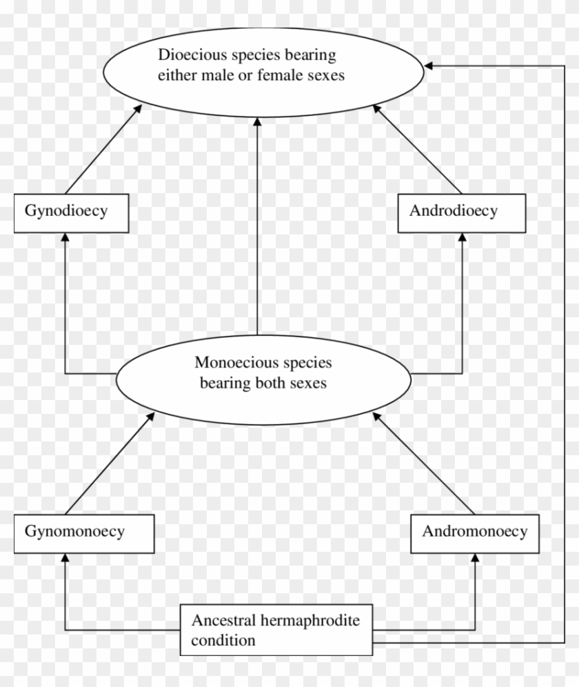 Possible Evolution Of Floral Sexes In Commiphora Species - Circle Clipart