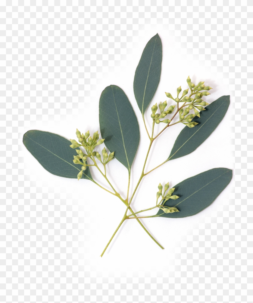 Eucalyptus Eucalyptus - Transparent Eucalyptus Png Clipart #5323122