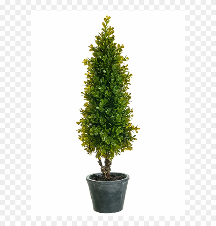 28" Boxwood Topiary In Pot Green - Houseplant Clipart #5323127