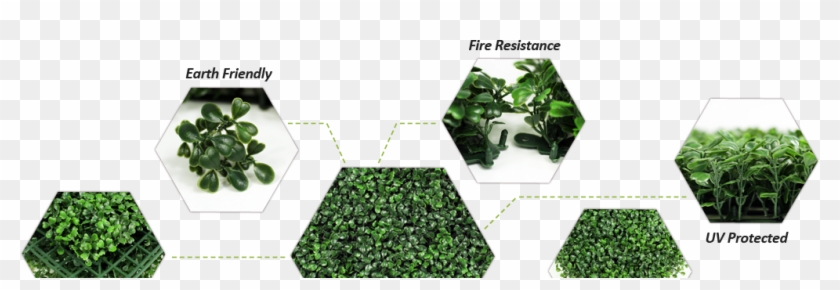 Sunwing Artificial Boxwood Hedges' Advantages - Gravel Clipart