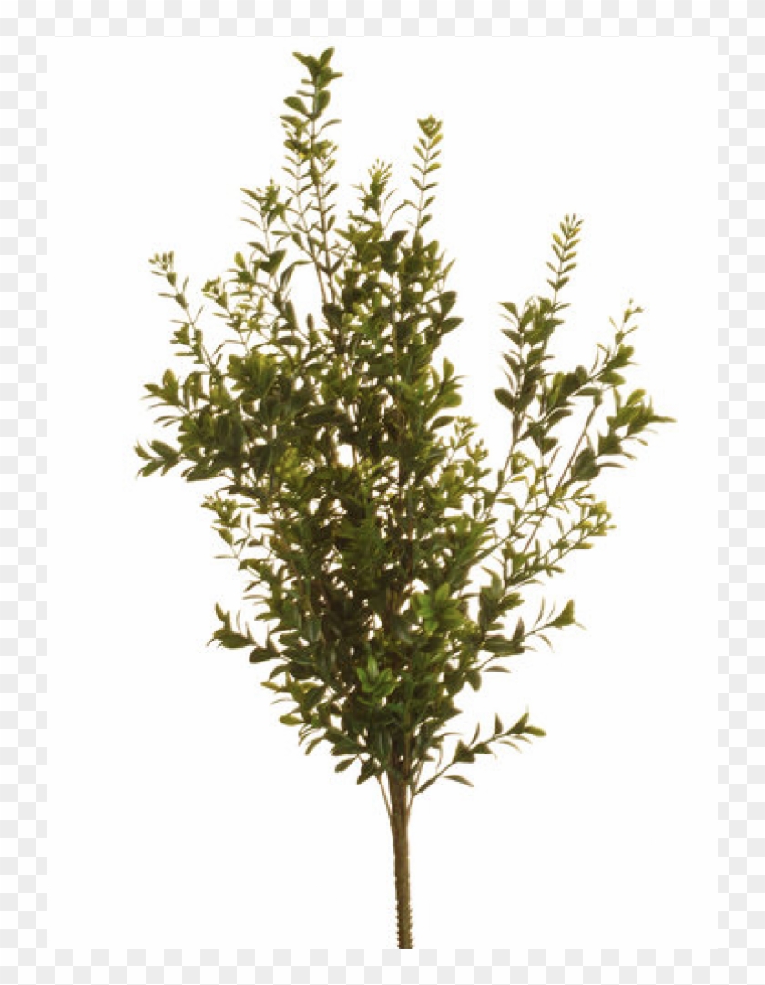 Houseplant Clipart #5323471