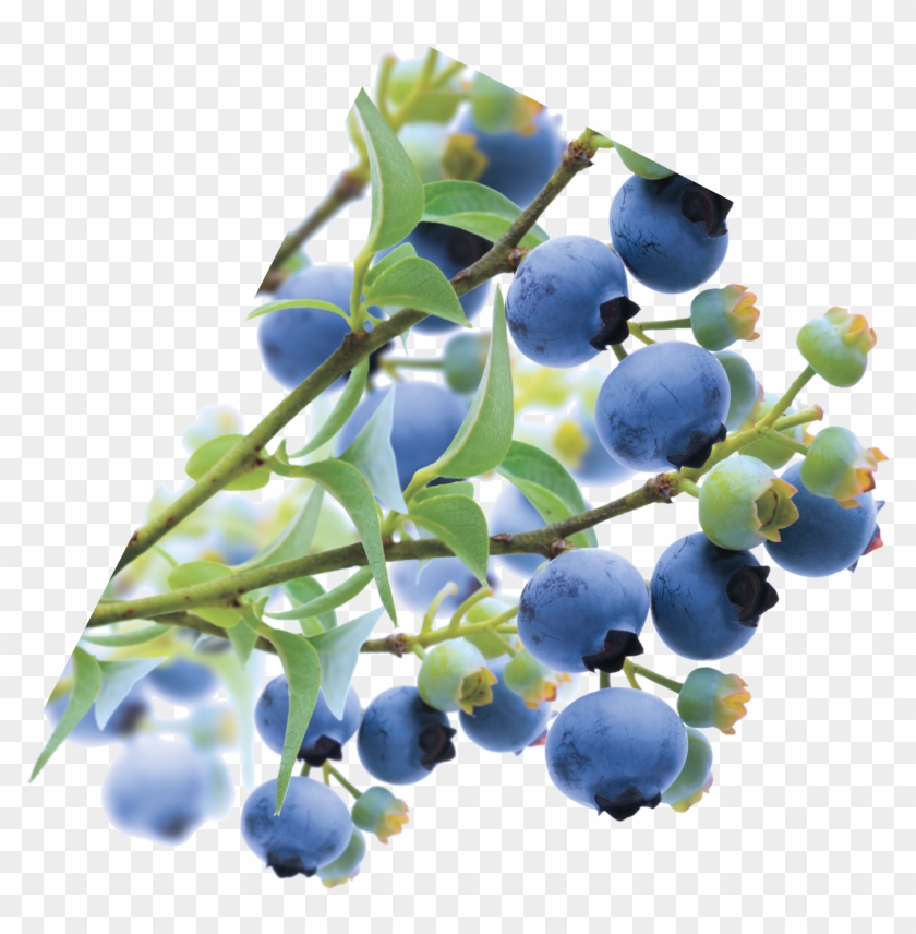 Speedwagon, The Marshall Tucker Band, Blue Öyster Cult, - Seedless Fruit Clipart #5324749