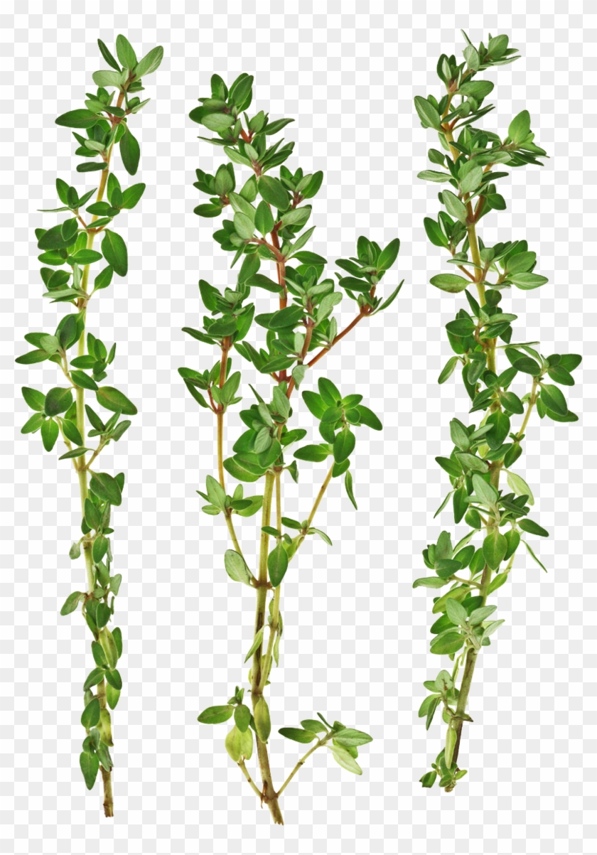 Thyme Png - Thyme Twigs Clipart #5325464